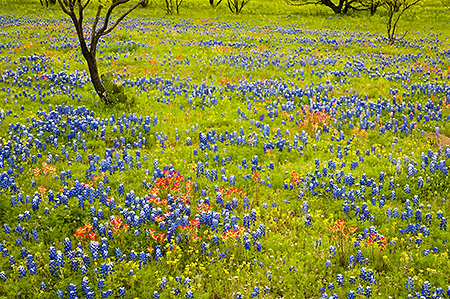 Colorful Hill Country Wildflowers, TX